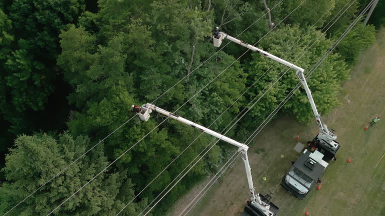 How Our Tree Care Process Works  in  Tallmadge, OH